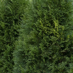 Thuja 'Emerald Green Giant'