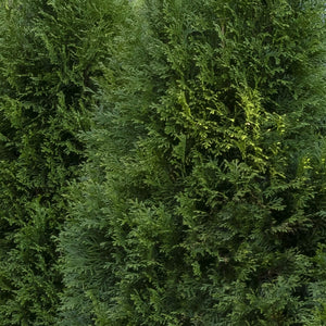 Thuja 'Emerald Green Giant'