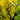 Thuja 'Forever Goldy® ' (Golden Arborvitae)