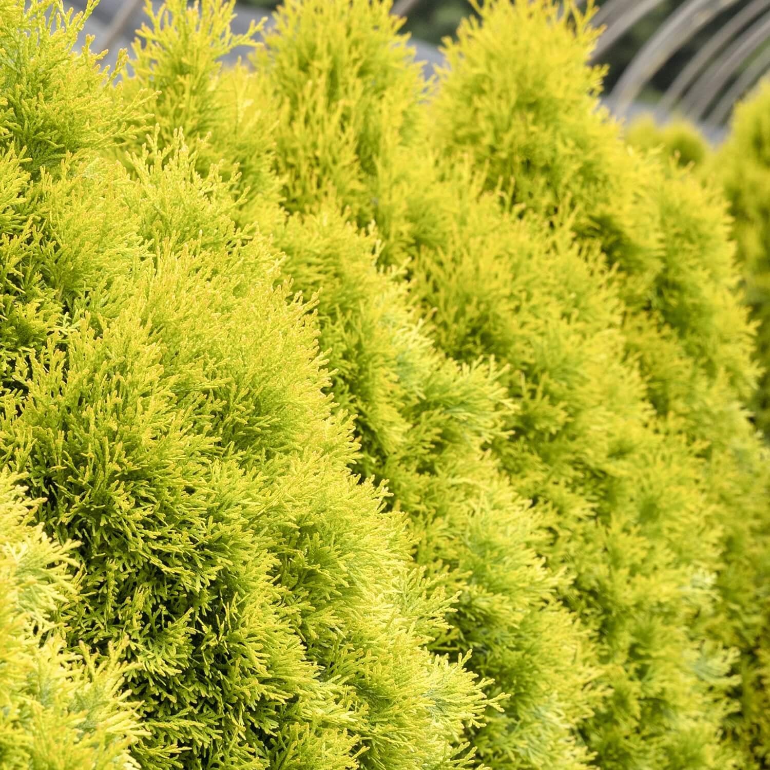 Thuja 'Highlights'