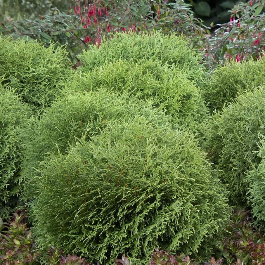 Thuja 'Little Giant'