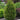 Thuja WorryFree® 'Junior Giant'