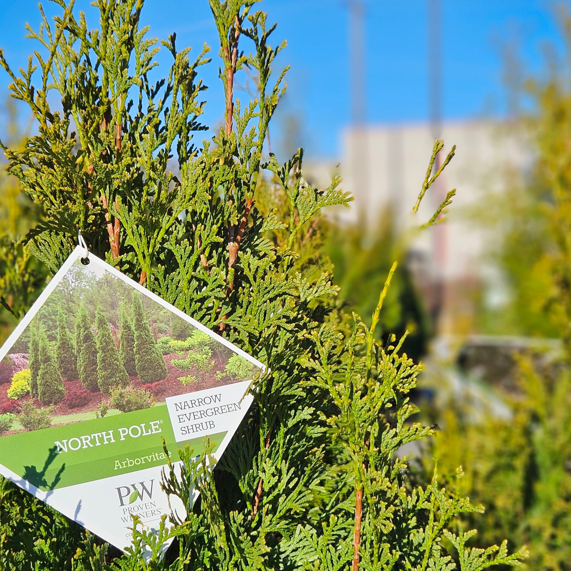 Thuja occ. 'North Pole' (Arborvitae)  Chelsea Garden Center