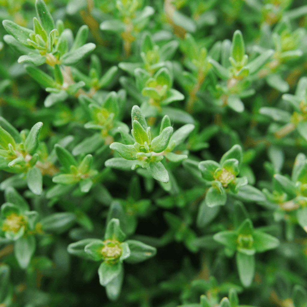 Thyme