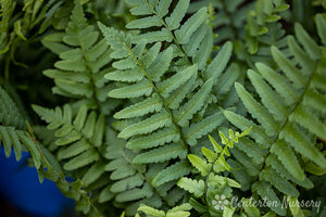 Tokyo wood fern