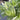 Tradescantia Pistachio White