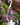 Tradescantia 'Bubblegum'