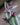 Tradescantia 'Bubblegum'
