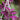 Tradescantia 'Bubblegum'