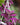 Tradescantia 'Bubblegum'