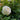 Rosa David Austin® 'Tranquility™' (English Shrub Rose) 