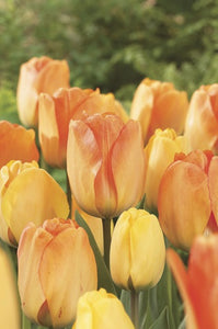Tulip Daydream Bulbs