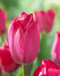 Tulip Lady Van Eyk Bulbs - Pack 5