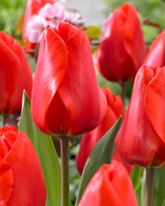 Tulip Lalibela Bulbs