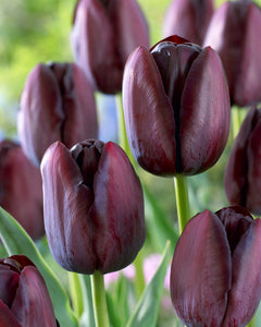 Tulip Queen of Night Bulbs - Pack 5