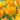Tulip Parrot 'Caribbean Parrot' Bulbs