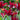 Tulipa Lily Flowering 'Sarah Raven' - 5 Pack