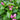Chelone 'Tiny Tortuga™' (Turtlehead)