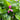 Chelone 'Tiny Tortuga™' (Turtlehead)