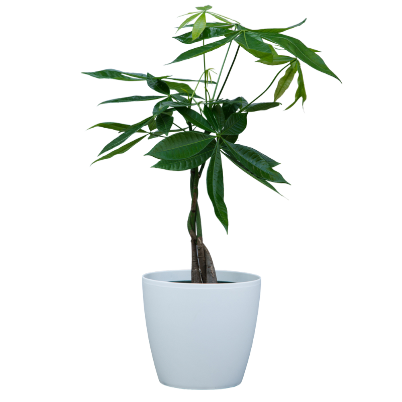 Small money best sale tree plant