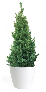 3' Living Dwarf Alberta Spruce Christmas Tree