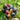 Vaccinium 'Blueberry Glaze®' (Blueberry Bush)