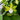 Vanilla Orchid W