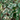 Variegated Algerian Ivy