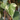 Variegated Algerian Ivy
