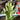 Euphorbia Trigonia Variegated