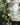 Variegated String of Hearts Hanging Basket