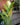 Variegated ZZ 