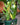 Variegated ZZ 