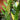 Variegated ZZ 