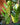 Variegated ZZ 