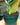 Variegated ZZ 