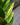 Variegated ZZ 