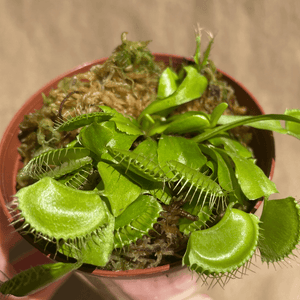 Venus Fly Trap