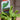 Venus Fly Trap