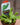 Venus Fly Trap