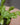 Venus Fly Trap