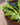 Venus Fly Trap