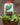 Venus Fly Trap