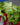 Venus Fly Trap with Pot