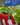 Venus Fly Trap with Pot