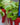 Venus Fly Trap with Pot