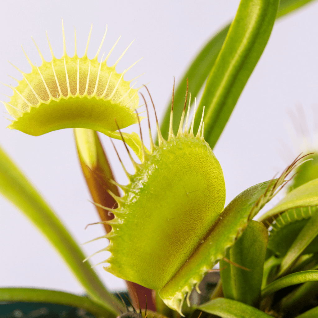 Venus Fly Trap