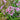 Verbena bonariensis 'Lollipop'