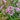 Verbena bonariensis 'Lollipop'