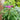 Vernonia noveboracensis (New York Ironweed)